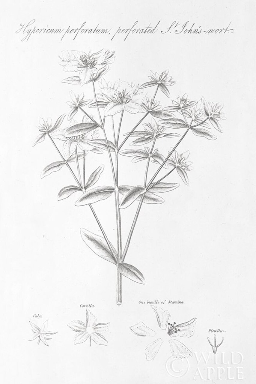 Botany Book X Poster Print by Wild Apple Portfolio - Item # VARPDX38335